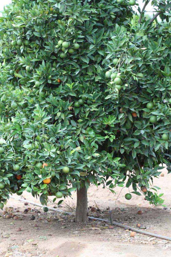            Habit (Riverside, CA)   